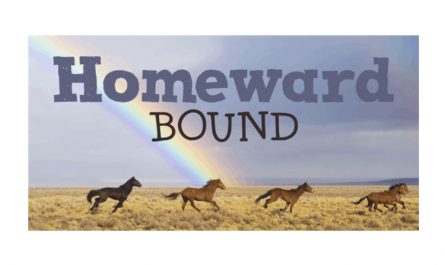 DK Homeward Bound II 英文字体